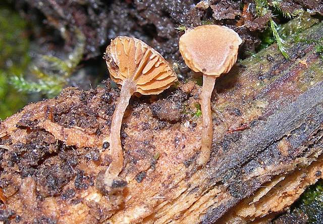 Galerina subexcentrica  spec.nov.